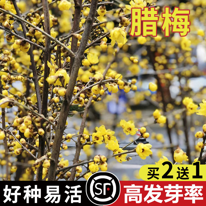 腊梅种子 狗牙梅榆叶梅珍珠梅乌梅树 红梅花种子素黄心腊梅树种子
