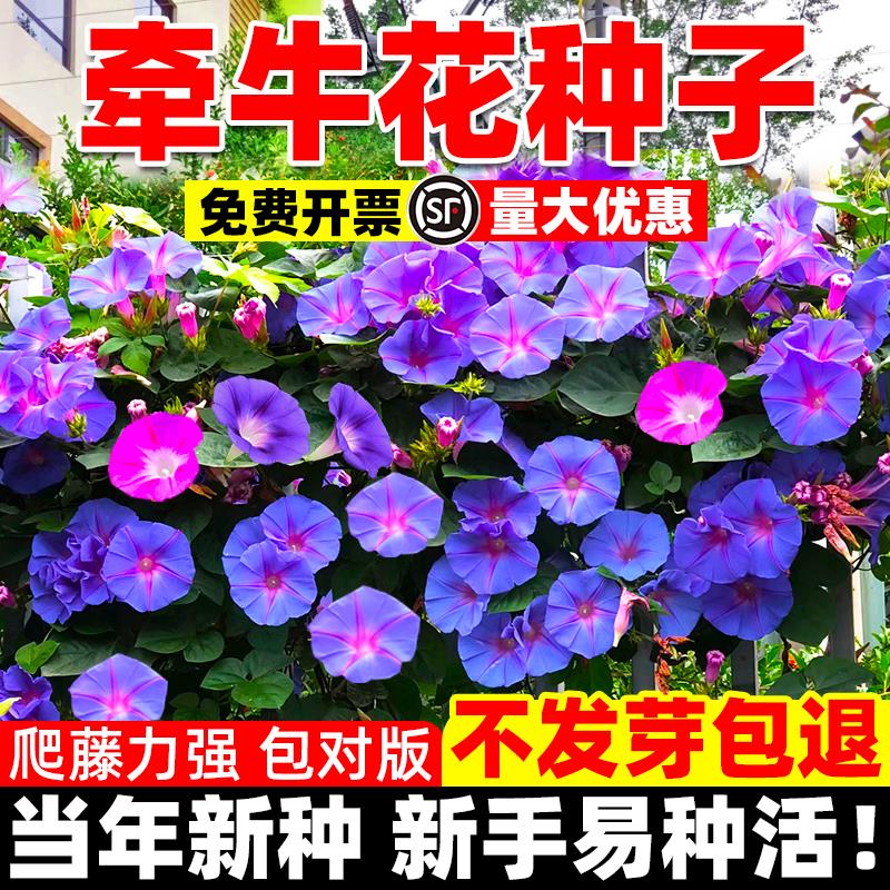 混色牵牛花种子喇叭花室外爬藤爬墙花卉开花爆满盆栽易种易活种籽