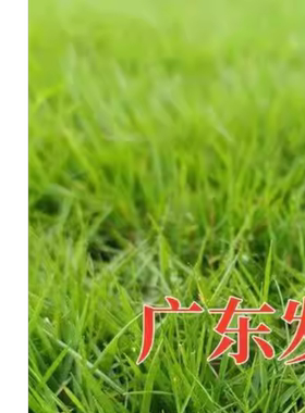结缕草 草坪种子 日本结缕草草 兰引三号多年生匍匐型禾草籽