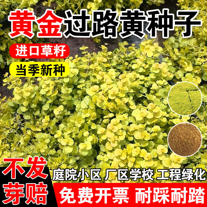 黄金过路黄种子中华景天种子常绿观叶植物佛甲草种子黄金串吊兰