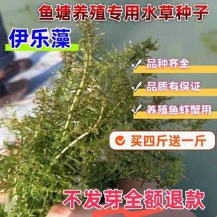 鱼塘水草种子苦草水花生伊乐藻轮叶黑藻种子小龙虾鱼蟹养殖水草籽