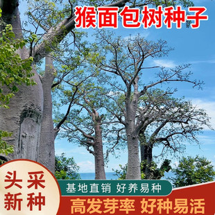 非洲猴面包树种子地载园林绿化盆景盆栽培养发芽易种树籽包邮
