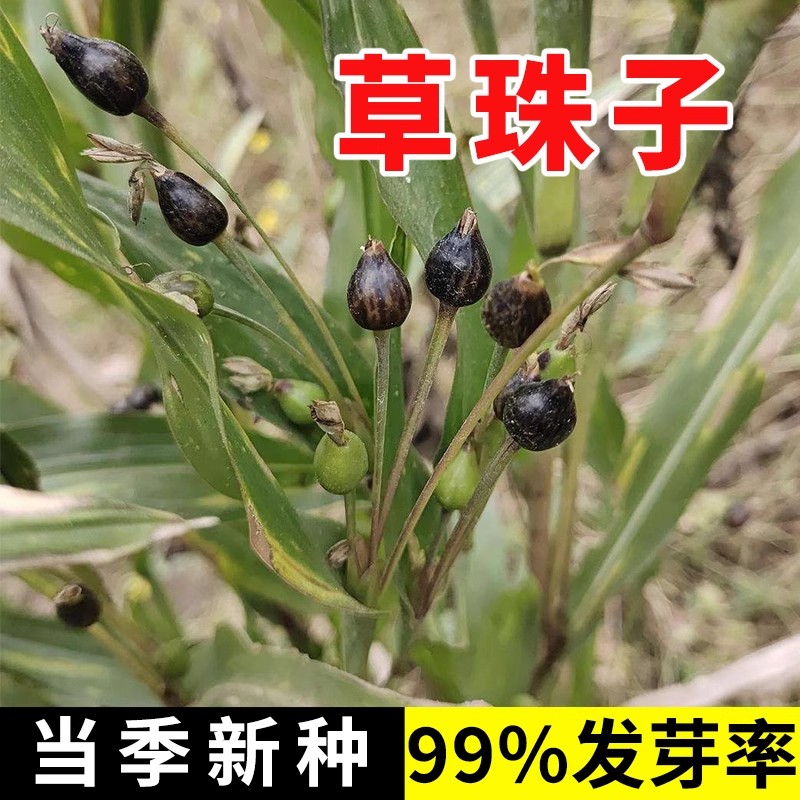 草珠子种子佛珠手串链草菩提