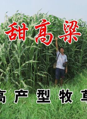 牧草种子南北方型大力士甜高粱饲