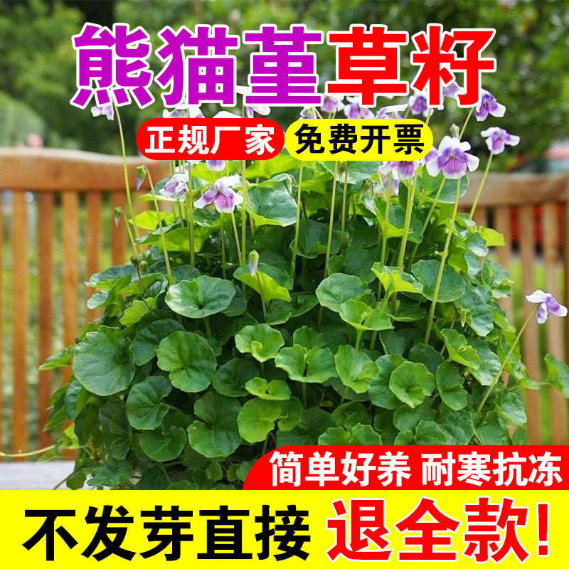 熊猫堇草籽花园宿根庭院地被植物熊猫瑾花苗四季多年生草本花卉