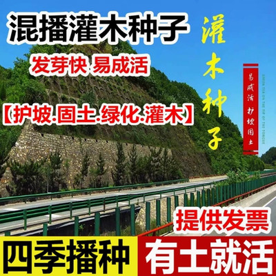 护坡灌木种子绿化护坡草籽种刺槐树种籽洋槐树种子国槐紫穗槐种子