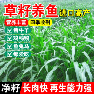 草籽养鱼四季高产多年生草籽猪牛羊鱼草耐寒耐旱高蛋白牧草种籽