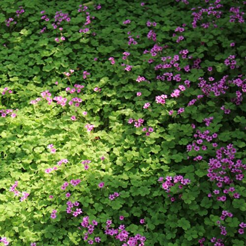 进口红白三叶草种子花籽四季青草坪牧草籽多年生易活果园绿肥植物