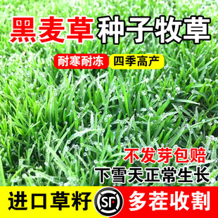 黑麦草种子牧草高产畜牧养殖草种喂鸡牛羊鱼草多年生耐寒牧草种子