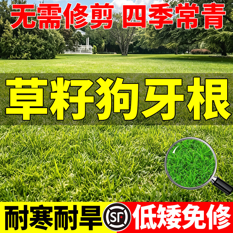 护坡狗牙根草籽四季常青耐热耐旱护坡固土边坡绿化工程草种子包邮