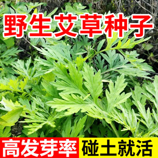 艾草种子野生大叶驱蚊虫可药用食用艾叶靳艾香艾青团青蒿种籽四季