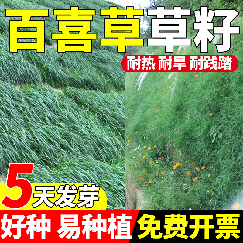 百喜草护坡固土耐旱耐热荒山复绿边坡工程绿化草坪草种子植物包邮