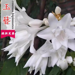 玉簪花籽多年生宿根草本花卉四季易活白萼玉簪花种子花庭院盆栽