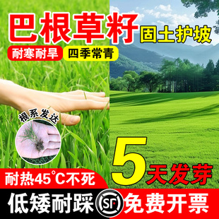 巴根草籽多年生四季常青草坪草籽耐寒耐旱耐践踏城市绿化草种子