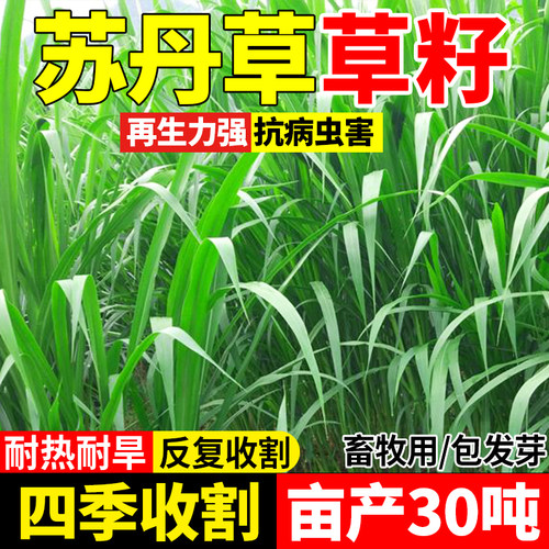 苏丹草高丹草四季牧草鱼草种子