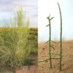 抗旱固沙种子梭梭树种籽 毛条种子培育肉苁蓉的好树木沙漠先锋