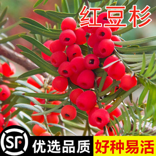 红豆杉种子 南方 东北红豆杉 曼地亚红豆杉树种子