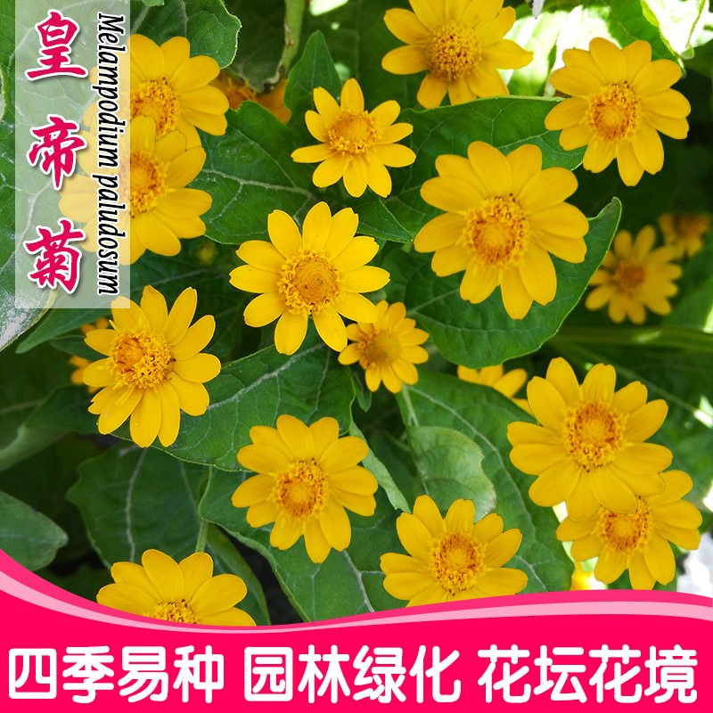 皇帝菊种子四季播种易活室内阳台盆栽庭院花草种籽菊花卉种子包邮