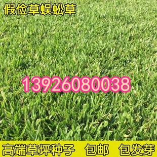 草坪种子（假俭草种子阔叶草、蜈蚣草）耐践踏 绿化护坡根系发达