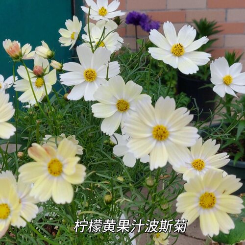 波斯菊 柠檬 果汁 格桑 籽种 子矮杆 户外
