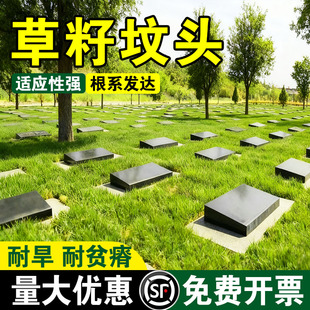 坟头草籽清明草籽坟头绿化多年生草籽响铃草籽长镰草籽坟地多年生