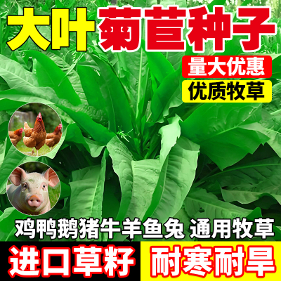 大叶菊苣种子多年生高蛋白牧草