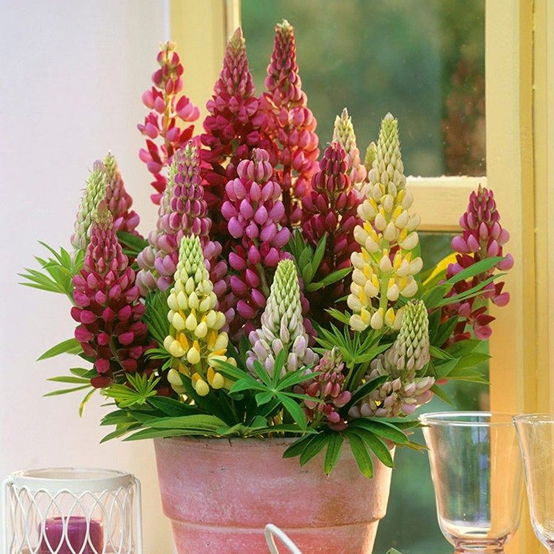 鲁冰花种子四季种易活开花室内阳台盆栽苗羽扇豆花籽室外庭院花种