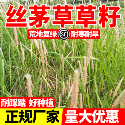 丝茅草白茅种子耐旱耐贫瘠固土
