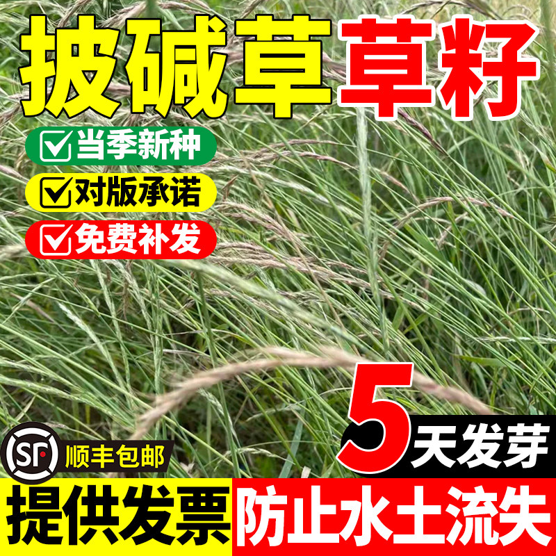 披碱草多年生牧草种子耐寒旱耐盐碱耐贫瘠护坡固土绿化草