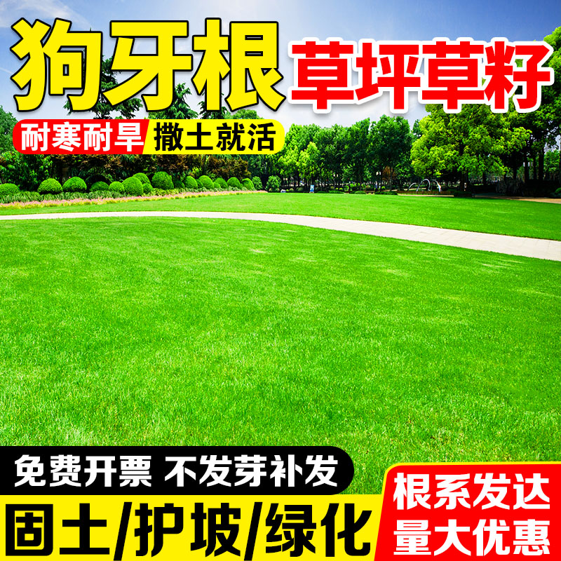 护坡狗牙根草籽四季常青耐热耐旱护坡固土边坡绿化工程草种子包邮