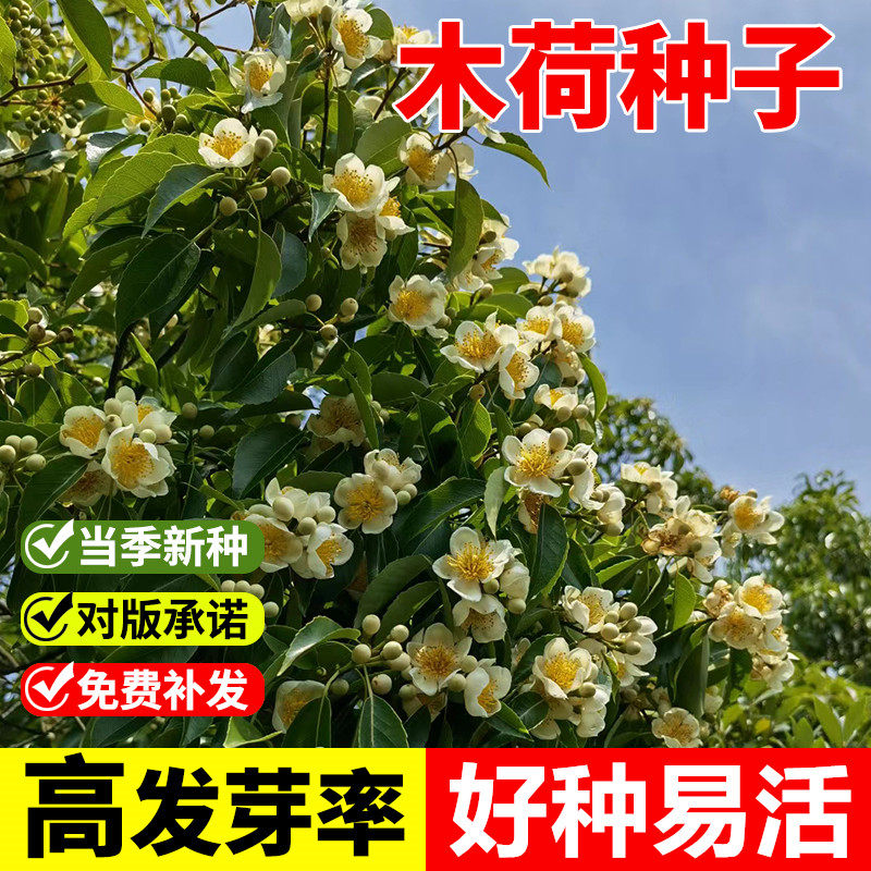 林木种子木荷种子花木