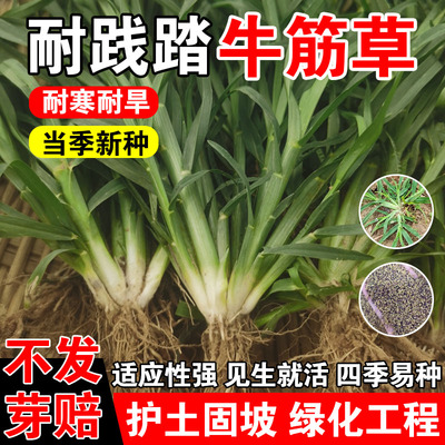 牛筋草四季常青护坡固土工程种子