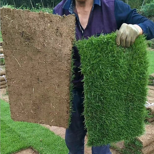 矮生百慕大剪股颖庭院别墅不修剪绿化草皮草籽护坡草坪种子耐践踏