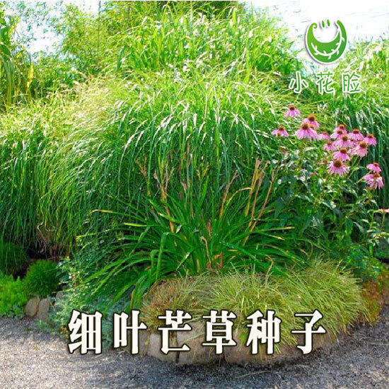 细叶芒种子 草京芒草京羽茅细叶笀花叶芒草草本植物庭院园林植物