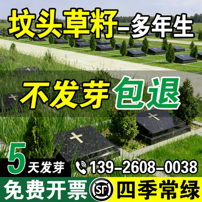 坟头草多年生草籽响铃草