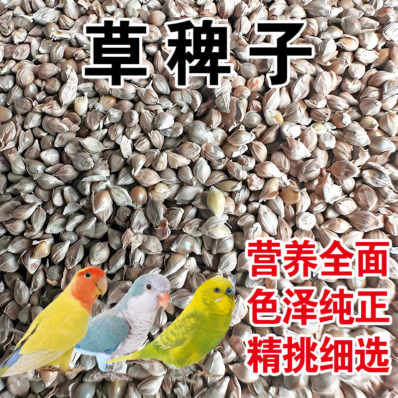 草稗子水稗子草籽虎皮鹦鹉