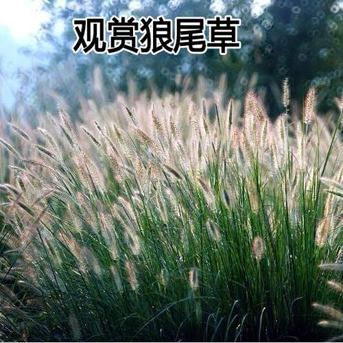 狗尾草 种子 观赏 狼尾草 旱地 常见 沙漠