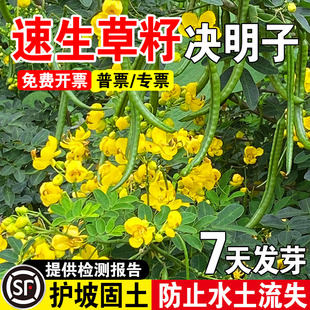 速生草籽决明孑春季种植生决明子种籽草玩具沙可装枕头