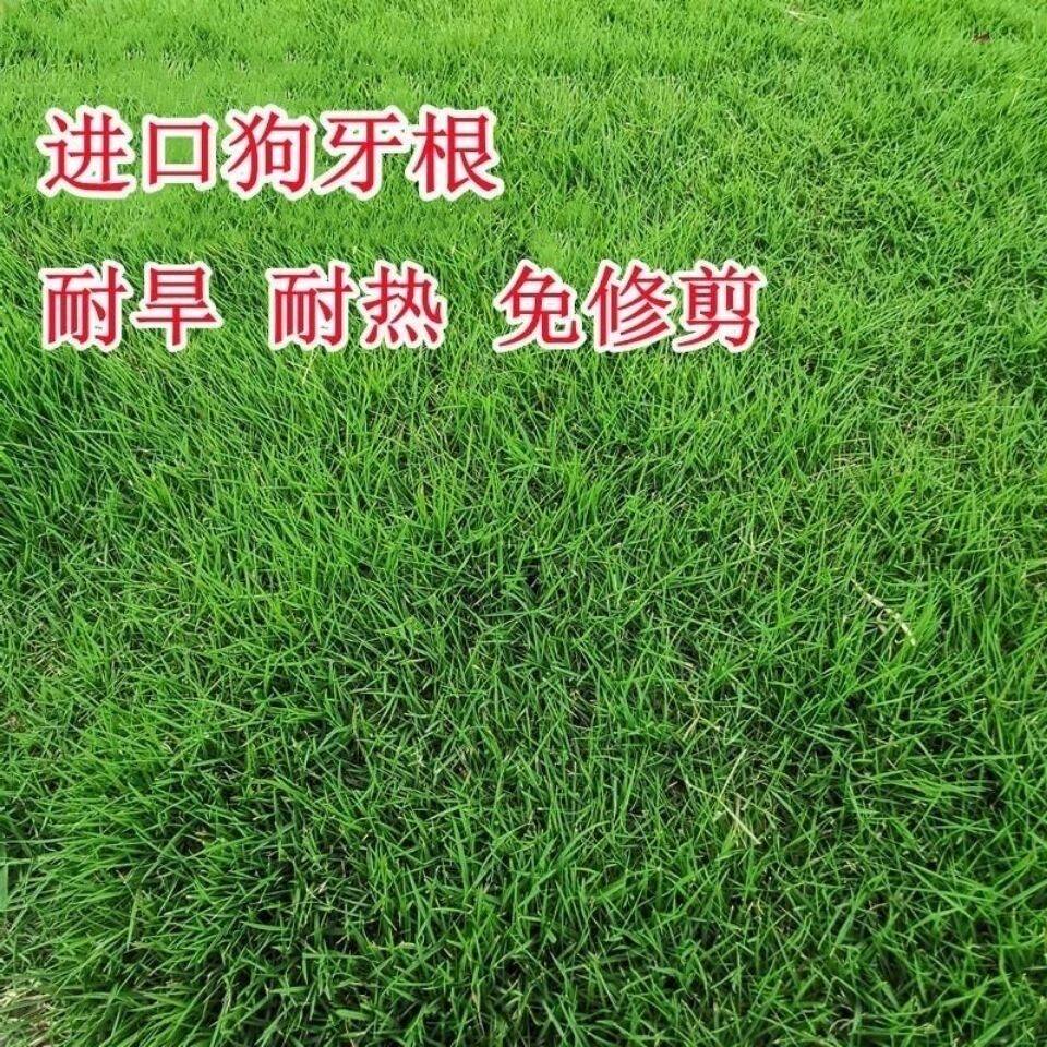 草坪种子矮生四季青庭院免修剪绿化护坡高羊茅狗牙根草皮草籽种子