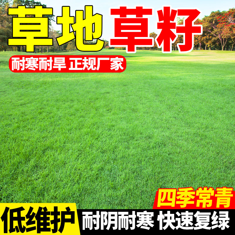 地坪草籽高尔夫高青免修剪别墅庭院绿化草皮种籽档矮生四季常
