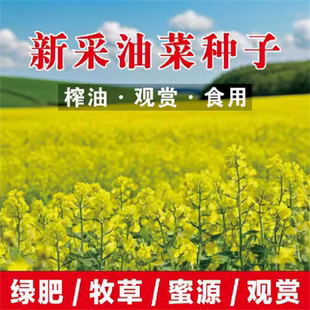 蜜源植物 蜜蜂花种子油菜花种子刺槐紫云英多花木兰果园花籽 四季