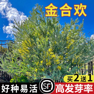 金合欢种子合欢树种子护边园林绿化鸭皂树庭院耐寒观赏种籽合欢花