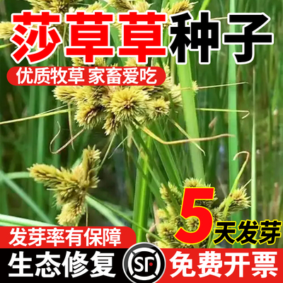 碎米莎草野三棱草种子庭院造景