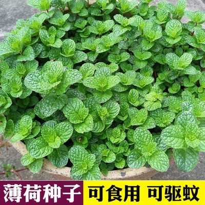食用薄荷种籽大叶四季种植易活种子室内小盆栽可吃花种籽阳台盆栽图片
