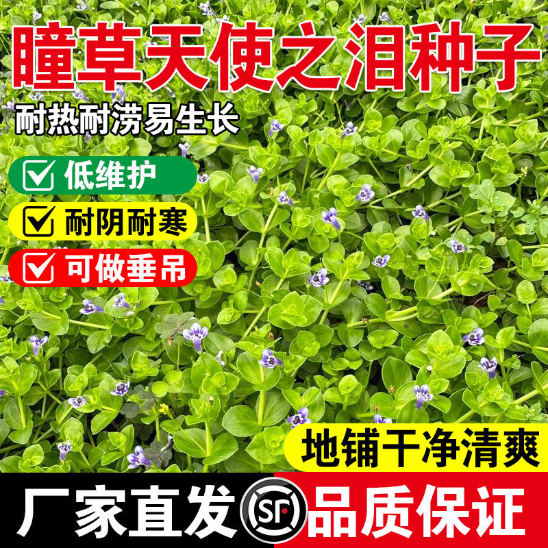 瞳草天使之泪种子耐热耐旱耐贫瘠多年生地被花卉耐涝好养地被植物
