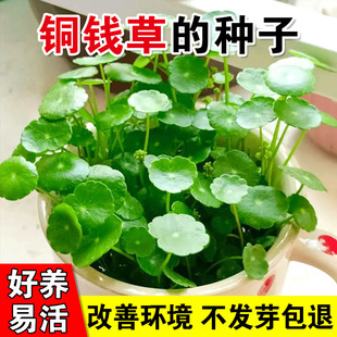 铜钱草的种子水培土培鱼缸造景水草植物花卉四季播种开花植物种子