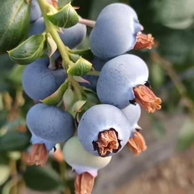 脆甜带花香蓝莓高原露天头茬果