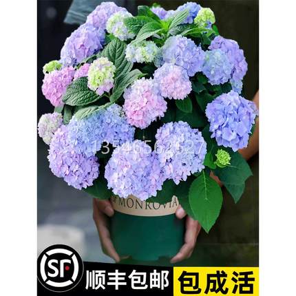 绣球花苗无尽夏四季开花绣球花盆栽庭院好养的花卉植物室内花