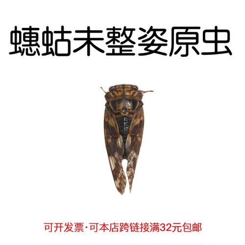 未整姿原虫蟪蛄手工标本制作