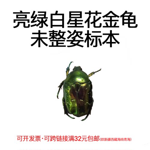 未整资昆虫亮绿白星花金龟材料